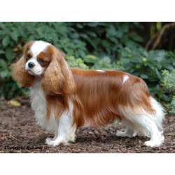 Кинг чарльз спаниел