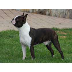 Бостон-терьер (Бостонский терьер)