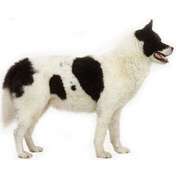 Гренландская собака (Гренландсхунд)