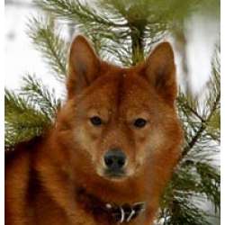 Карело-финская лайка (финский шпиц)