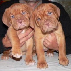 Французский мастиф (Бордоский Дог)