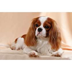 Кавалер Кинг чарльз спаниель