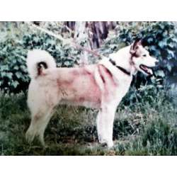 Амурская лайка (индана)