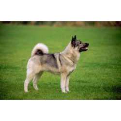 Норвежская лосиная лайка (Норвежский элкхаунд)