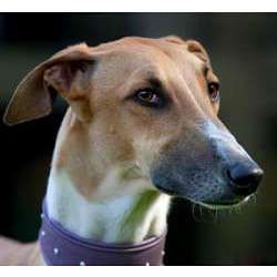 Польский харт (Хортая, Польская борзая, Польский грейхаунд)