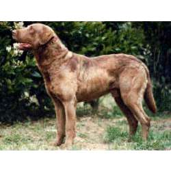 Чесапик бей ретривер (Ретривер Чесапикского залива, Чесапик)