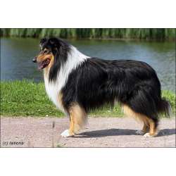 Колли (Шотландская овчарка)