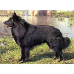 Бельгийский грюнендаль