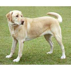 Лабрадор-ретривер