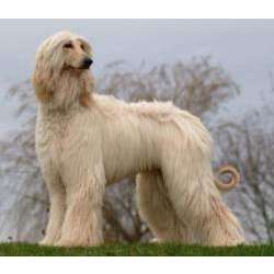 Афганская борзая (Афган)