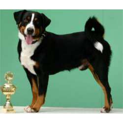 Аппенцеллер Зенненхунд (Аппенцелльская пастушья собака)