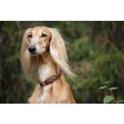 Салюки (Персидская борзая)