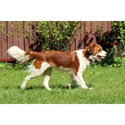 Нидерландский Койкерхондье (Голландский кокер спаниель)