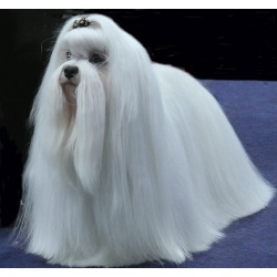 Мальтийская болонка (мальтезе)