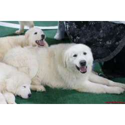 Мареммано Абруццеле (Мареммано-Абруццкая овчарка)