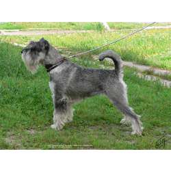 Миттельшнауцер