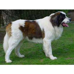 Московская сторожевая