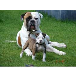 Американский бульдог