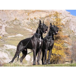 Немецкий дог