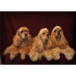 Американский кокер-спаниель