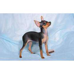 Русский той-терьер