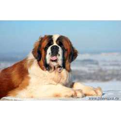 Сенбернар (Бернардинер)