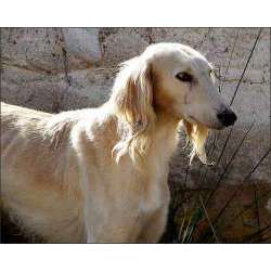 Тайган (Киргизская борзая)