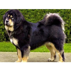 Тибетский мастиф