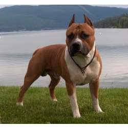 Американский стаффордширский терьер