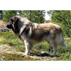 Шарпланинак (Югославская овчарка)