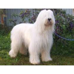 Южнорусская овчарка