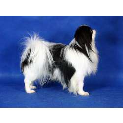 Японский хин