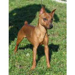 Карликовый пинчер