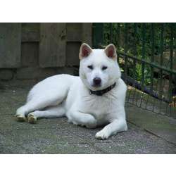 Кишу (Кишу-ину, Кишу-кен)