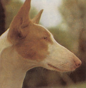 Ивисская собака 