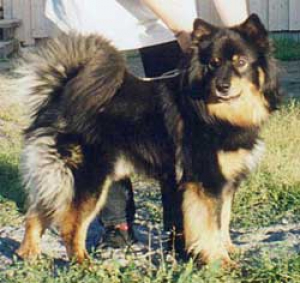 Лапландская оленегонная собака 