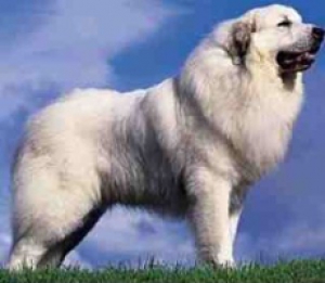Пиренейская горная собака (большая пиренейская собака) 