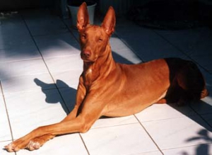 Фараонова собака 