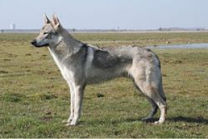 Чехословацкая волчья собака (Чешский волфхунд, Чехословацкий волчак) 
