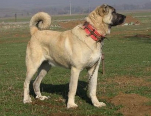 Кангал (Карабаш, Анатолийская собака) 