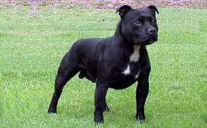 Стаффордширский бультерьер (Staffordshire Bull Terrier) 