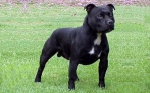 Стаффордширский бультерьер (Staffordshire Bull Terrier)