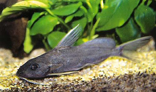 Синодонтис Шоутедена условия содержания и размножения в аквариуме