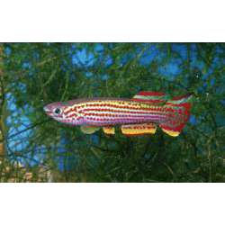 Афиоземион, или афиосемион стриатум (Aphyosemion Striatum)