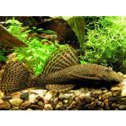 Анциструс обыкновенный (Ancistrus multispinis)