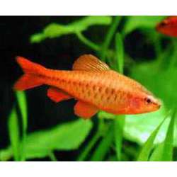 Барбус вишневый (Barbus titteya)