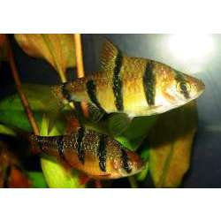 Барбус пятиполосый (Barbus pentazona)