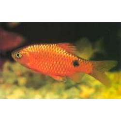 Барбус огненный (Barbus conchonius)