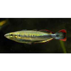 Бедоция (Bedotia geayi)