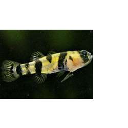 Брахигобиус (Brachygobius xanthozona)